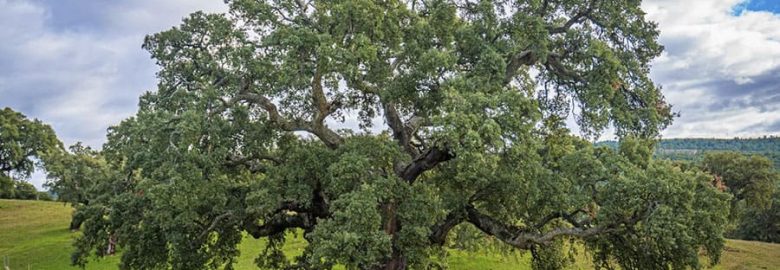 Alcornoque Padre Santo