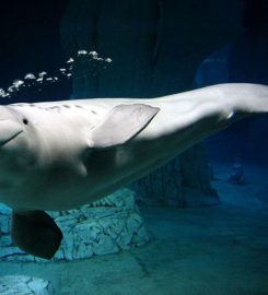 Ciudad de las Artes y las Ciencias